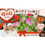 花 母の日 寄せ植え おまかせ 熊本 お花 お花でお礼