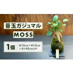 花 苗木 苔玉 ガジュマル -MOSS- 1点