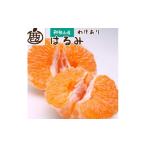 ふるさと納税 みかん・柑橘類 オレンジ 和歌山県 九度山町 家庭用 はるみ10kg+250g（傷み補償分）［デコポンの姉妹品種・新食感春みかん］［わけあり・訳あり…