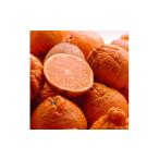 ふるさと納税 みかん・柑橘類 デコポン 和歌山県 高野町 家庭用 不知火10kg+250g（傷み補償分）［デコポンと同品種・人気の春みかん］［わけあり・訳あり］［I…