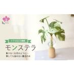 花 苗木 倒してもこぼれないお水 癒しのグリーン