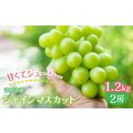 ふるさと納税 ぶどう マスカット 山梨県 笛吹市 笛吹市産 シャインマスカット 1.2kg以上 (2房) 佐野農園 241-001|ふるさと納税 ぶどう シャインマスカッ…