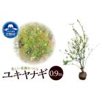 花 苗木 植木 ユキヤナギ 雪柳 0.9m