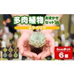 花 苗木 多肉植物 おまかせセット 6個
