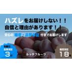 ふるさと納税 ぶどう 山梨県 笛吹市 糖度18度保証付 ブラックシャインマスカット「富士の輝」約700g 1房 数量限定 旬の美味しいフルーツだけをお届けします …