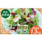 セット 詰合せ 無農薬 朝採り フリルレタス