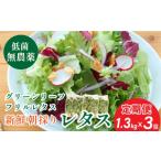 セット 詰合せ 定期便 無農薬 朝採り フリルレタス