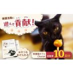イベントやチケット等 Cherish猫カフェ