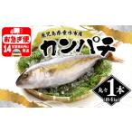 D4-2602 丸ごと 極上カンパチ 4kg保証 1尾
