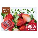 ふるさと納税 いちご 佐賀県 伊万里市 佐賀産 いちごさん 4パック 147-B811