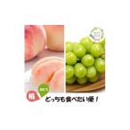 ふるさと納税 もも 岡山県 津山市  発送月固定定期便 2026年先行予約 桃と葡萄どっちも食べたい便 お試し便 (岡山県産)全2回_フルーツ 定期便 桃 ぶどう お試…