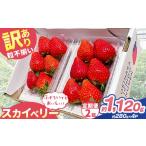 訳あり 粒不揃い スカイベリー 1 120g