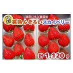 ふるさと納税 いちご 栃木県 矢板市 訳あり粒不揃い スカイベリー 1,120g (280g×4P) 《1月上旬〜4月の期間で発送》 澳原いちご農園 | いちご 苺 イチゴ フル…