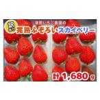 ショッピングふるさと納税 訳あり 不揃い ふるさと納税 いちご 栃木県 矢板市 訳あり粒不揃い スカイベリー 1,680g (280g×6P) 《1月上旬〜4月の期間で発送》 澳原いちご農園 | いちご 苺 イチゴ フル…