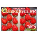 ふるさと納税 いちご 栃木県 矢板市 2月以降発送 訳あり粒不揃い とちあいか 560g (280g×2P) 澳原いちご農園 | いちご 苺 イチゴ フルーツ 果物 産地直送 栃…