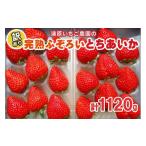 ふるさと納税 いちご 栃木県 矢板市 訳あり粒不揃い とちあいか 1,120g (280g×4P) 《1月〜4月の期間で発送》 澳原いちご農園 | いちご 苺 イチゴ フルーツ 果…