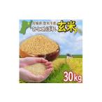 ふるさと納税 玄米 宮