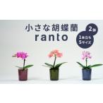 花 飾るだけ 胡蝶蘭 1本立ち 鉢 付き 2鉢 ranto