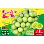 ぶどう マスカット 2026年 シャインマスカット 計1.8kg