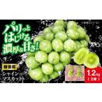 ふるさと納税 ぶどう マスカット 広島県 三次市  2026年先行予約 10月上旬から順次発送 シャインマスカット 約1.2kg（2房）贈答用 ぶどう ブドウ 葡萄 シャイ…