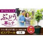 苗木 ワイン用 ブドウ苗 ピノノワール 6号鉢入り