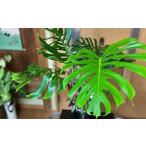 花 苗木 モンステラ&観葉植物2種類寄せ植え