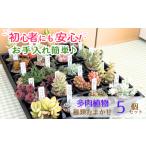 花 苗木 多肉植物 おまかせ 5個
