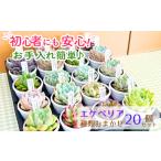 花 苗木 エケベリア おまかせ 20個