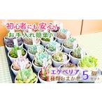 花 苗木 エケベリア おまかせ 5個