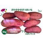 野菜類 サツマイモ 予約受付中 さわやかのサツマイモ