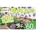 苗木 お任せ 多肉植物 カット 苗 60個