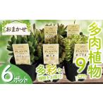 苗木 多肉植物 9センチ おまかせ 6個セット