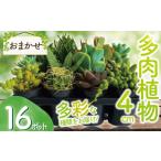 苗木 多肉 4センチ ポット おまかせ 16個