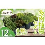 苗木 セダム おまかせ 12ポットセット 多肉