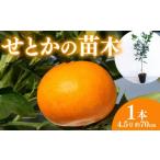 ショッピングせとか ふるさと納税 雑貨・日用品 苗木 静岡県 藤枝市 果樹 せとか 苗木 果樹苗 柑橘類 蜜柑 ミカン みかんの木 家庭菜園 植物 果物 くだもの オンライン決済限定 静…
