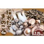 野菜類 きのこ 採れたてきのこ4種詰め合わせセット 約1.5kg