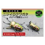 生き物 ニジイロクワガタ オスメス ペア飼育セット