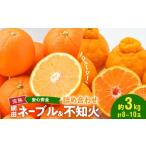 村田果樹園 網田ネーブルと不知火の詰め合わせ 約3kg
