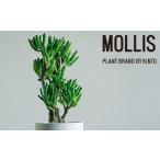 家具 インテリア 寝具 収納 観葉植物 MOLLIS