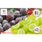 ふるさと納税 ぶどう マスカット 徳島県 阿波市 訳あり シャインマスカット ピオーネ 各2パック 粒でお届け 出荷時期:2025年8月下旬〜2025年9月下旬頃 フルー…