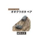 生き物 オオクワガタ ペア メス オス 成虫 夏休み