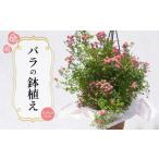 バラ 鉢植え ミニチュアピンク 花 フラワー