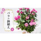 バラ 鉢植え 紫 花 フラワー プロポーズ 自然