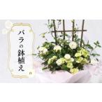 バラ 鉢植え 白 花 フラワー プロポーズ 自然