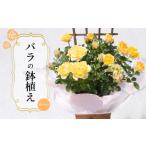 バラ 鉢植え オレンジ 花 フラワー プロポーズ