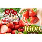 いちご 共通返礼品 朝採れいちご とちあいか約400g×4P