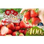 いちご 定期便2回 共通返礼品 朝採れいちご
