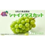 ふるさと納税 ぶどう マスカット 茨城県 つくばみらい市 シャインマスカット 5kg （8〜12房） 2026年9月より発送開始 （茨城県共通返礼品 ぶどう ：結城市産）…
