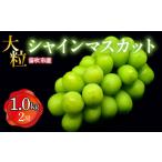 ふるさと納税 ぶどう マスカット 山梨県 笛吹市  2026年発送 先行予約 笛吹市産　大粒シャインマスカット　1.0kg以上(2房) 227-001-26y ｜ふるさと納税 ぶどう…