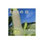 とうもろこし 2027年夏発送予約 生で食べられる白い宝石